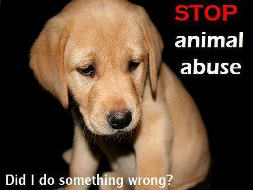 80+ Unique And Catchy Slogans Against Animal Abuse - Slogans Buddy