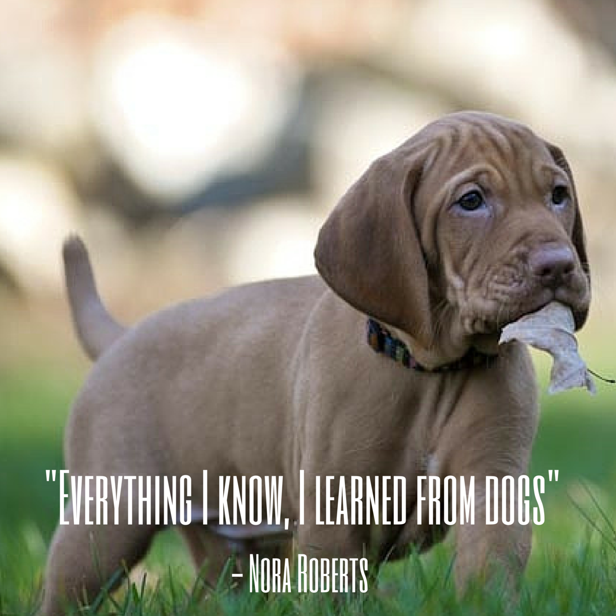 Dog Slogans5