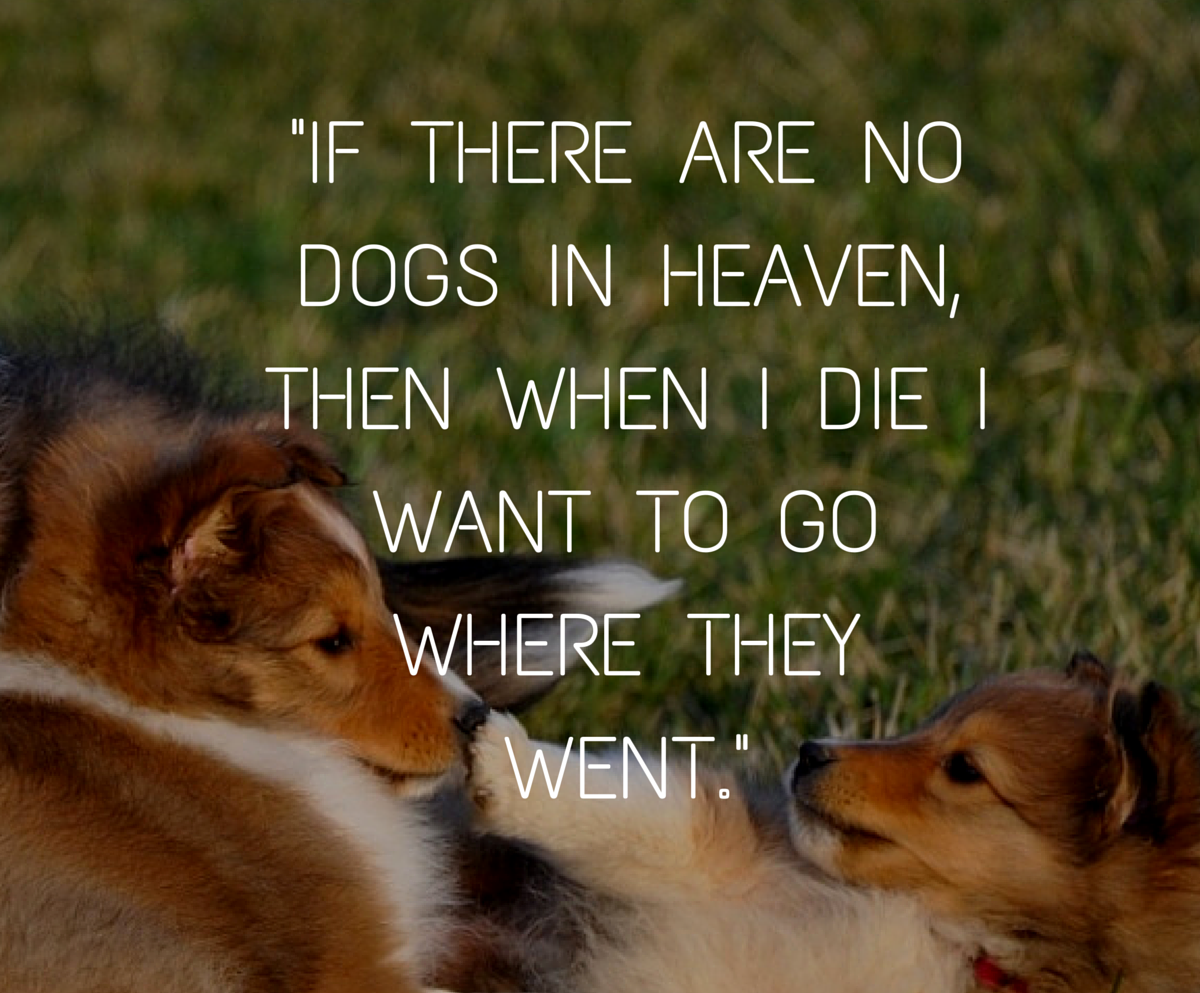 60+ Amazing Dog Slogans Slogans Buddy