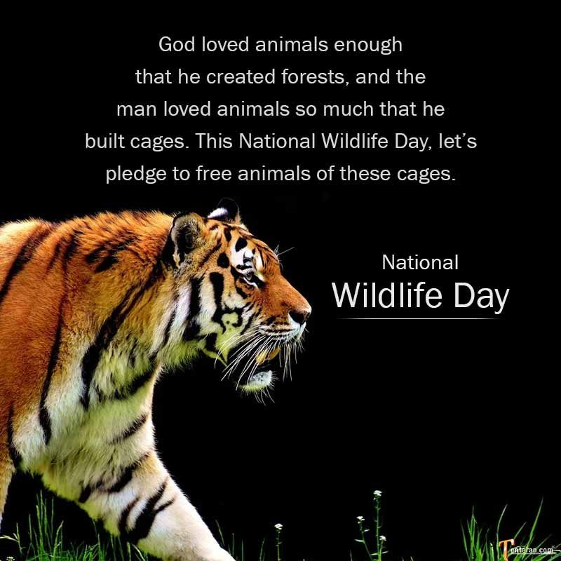 100+ Slogans on Saving The Wildlife With Images - Slogans Buddy