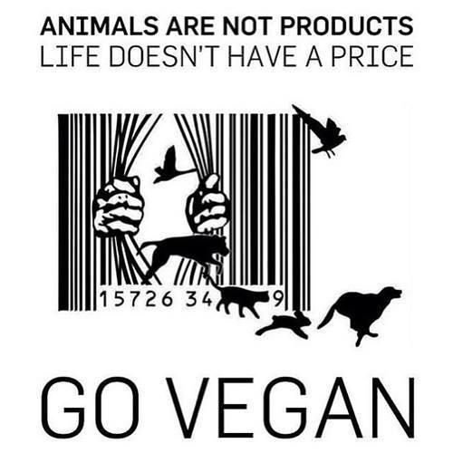 100+ Slogans on Veganism Slogans Buddy