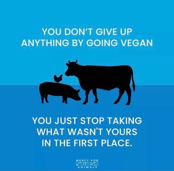 100+ Slogans on Veganism Slogans Buddy