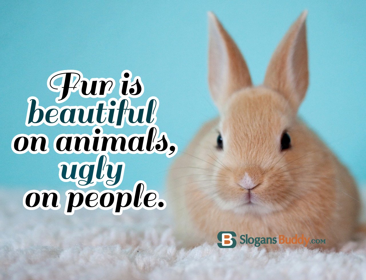 50+ Anti-Fur Slogans - Slogans Buddy